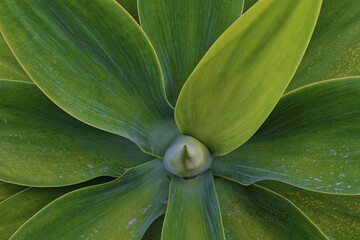 Close-up of an Agave attenuata, dragon tree agave with large green leaves spreading from a central point, Grena Park, Furnas, George Hayes, Lagoa das Furnas, Sao Miguel Island, Azores, Portugal