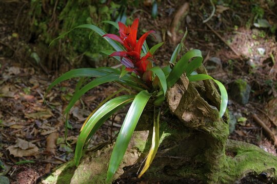 Scarlet Star lingulata, the droophead tufted air plant or scarlet star with red flowers, growing from an old, moss-covered log in the rainforest, Grena Park, Furnas, George Hayes, Lagoa das Furnas, Sao Miguel Island, Azores, Portugal
