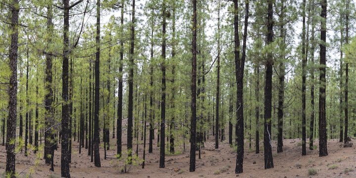 Canary Island pines after a forest fire, Arena Negras, Tenerife, Canary Islands, Spain