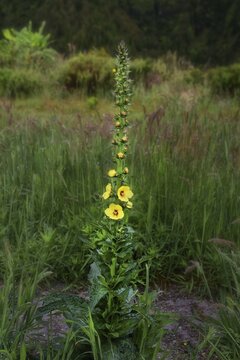A tall plant with yellow flowers in the centre of a green meadow, orange mullein (Verbascum phlomoides), crater lake Lagoa do Fogo, Caldeiras, Sao Miguel Island, Azores, Portugal