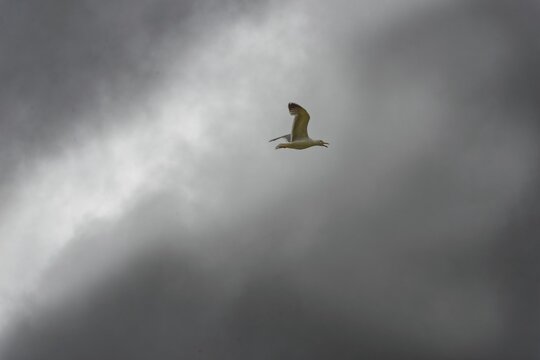 A seagull flies in front of a cloudy, grey sky, crater lake Lagoa do Fogo, Caldeiras, Sao Miguel Island, Azores, Portugal
