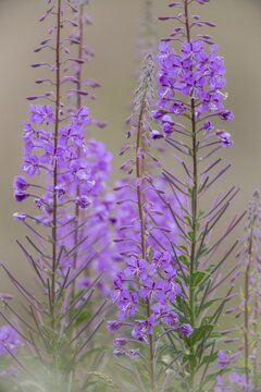 Willowherb (Epilobium angustifolium), Emsland, Lower Saxony, Germany
