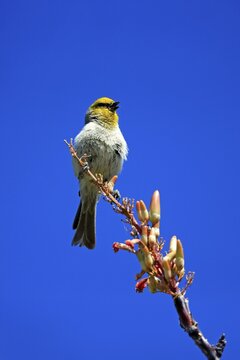 Golden-headed Penduline Tit, (Auriparus flaviceps), adult, on wait, on Ocotillo, singing, Sonoran Desert, Arizona, North America, USA