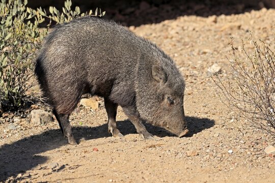Collared peccary (Pecari tajacu), adult, foraging, Sonoran Desert, Arizona, North America, USA