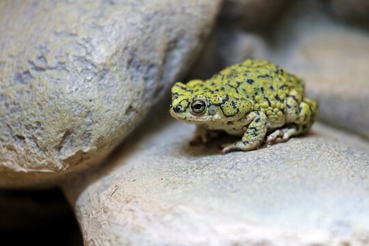 Green dwarf toad, (Anaxyrus debilis), adult, on ground, foraging, alert, Sonoran Desert, Arizona, North America, USA