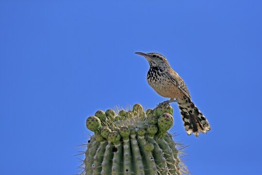 Cactus wren (Campylorhynchus brunneicapillus), adult, on saguaro cactus, Sonoran Desert, Arizona, North America, USA