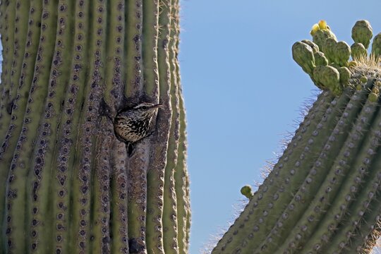 Cactus wren (Campylorhynchus brunneicapillus), adult, saguaro cactus, looking out of breeding cave, Sonoran Desert, Arizona, North America, USA