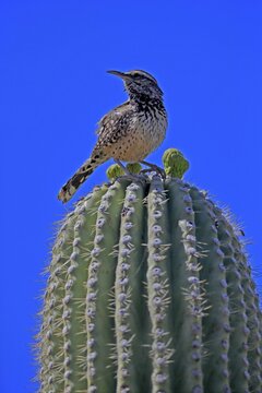 Cactus wren (Campylorhynchus brunneicapillus), adult, on saguaro cactus, Sonoran Desert, Arizona, North America, USA