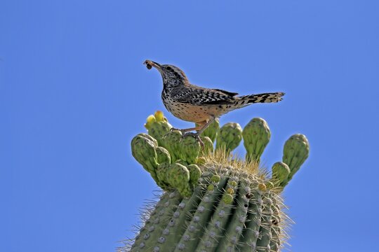 Cactus wren (Campylorhynchus brunneicapillus), adult, on saguaro cactus, feeding, with prey, Sonoran Desert, Arizona, North America, USA