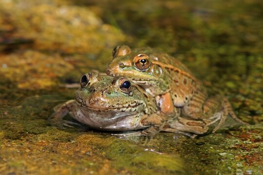 Northern leopard frog (Lithobates pipiens), adult, pair, in water, mating, Sonoran Desert, Arizona, North America, USA