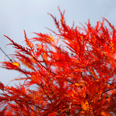 Minimalist plant photography, vibrant red and yellow autumn leaves and branches, blue sky, the beauty of nature.