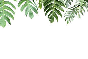 Philodendron plant grow in rain forest, transparency background in PNG file
