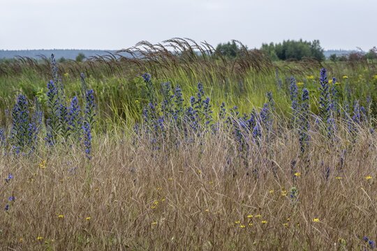 Adder's tongue (Echium vulgare), Emsland, Lower Saxony, Germany