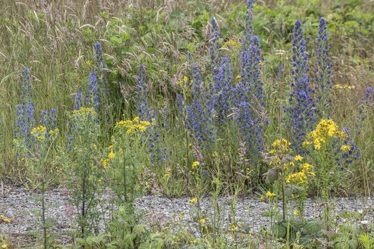 Adder's tongue (Echium vulgare) and St John's wort (Hypericum perforatum), Emsland, Lower Saxony, Germany
