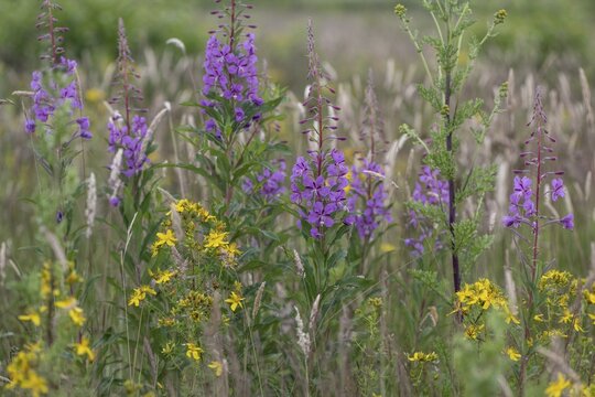 Willowherb (Epilobium angustifolium) and St John's Wort (Hypericum perforatum) between grasses by the roadside, Emsland, Lower Saxony, Germany