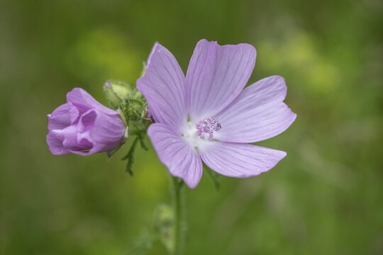 Musk-mallow (Malva moschata), Emsland, Lower Saxony, Germany