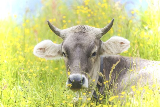 Allg&auml;u Brown Swiss, (Bos primigenius taurus), Allg&auml;u, Bavaria, Germany
