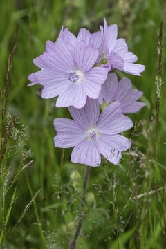Musk-mallow (Malva moschata), Emsland, Lower Saxony, Germany