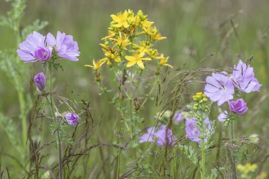 Musk-mallow (Malva moschata) and St John's wort (Hypericum perforatum), Emsland, Lower Saxony, Germany