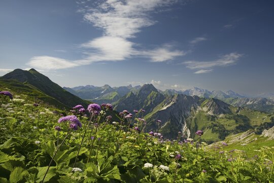 Mountain panorama with Alpendostyles (Adenostyles) from Laufbacher-Eckweg to H&ouml;fats, 2259m, Allg&auml;u Alps, Allg&auml;u, Bavaria, Germany