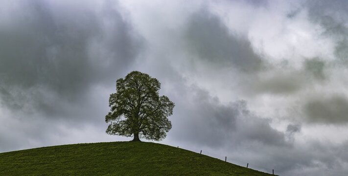 Single English oak (Quercus robur), near Legau, Allg&auml;u, Bavaria, Germany