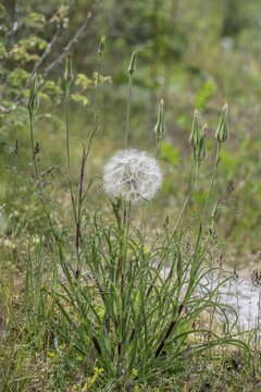 Meadow salsify (Tragopogon pratensis), Mecklenburg-Western Pomerania, Germany