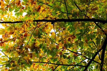 maple leaves in autumn