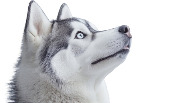Close up portrait of a siberian husky dog looking up isolated on transparent background