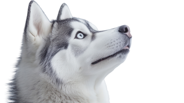Close up portrait of a siberian husky dog looking up isolated on transparent background