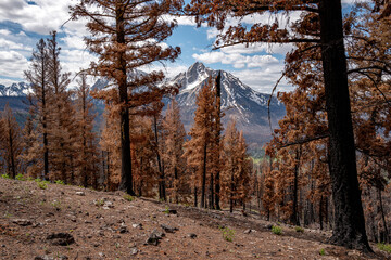 Fresh forest fire burn area in the Idaho Sawtooths
