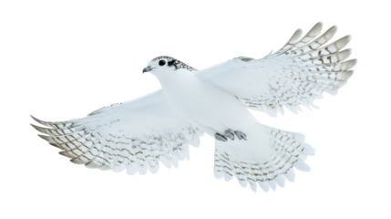 Ptarmigan Bird in Winter Plumage Overhead Ultra Realistic High Detail on Transparent Background