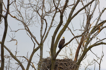 Bald Eagle nesting