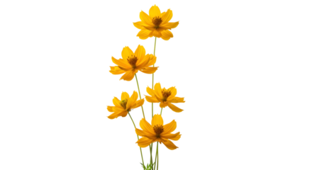 Vertical arrangement of bright yellow flowers isolated on transparent background