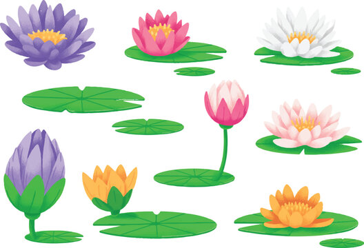 set of water lilies