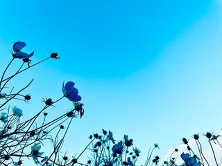flowers and sky