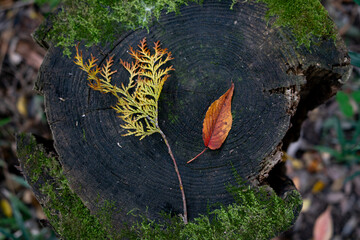 Changing leaves on a tree stump in autumn.