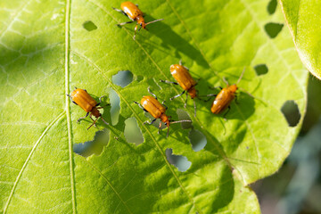 Orange colored leaf beetles on a East Asian arrowroot leaf.