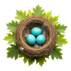 Obraz premium Bird nest with three blue eggs isolated on a transparent background