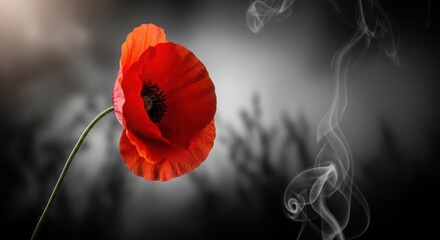 A single red poppy flower with smoke in the background, symbolizing remembrance and loss