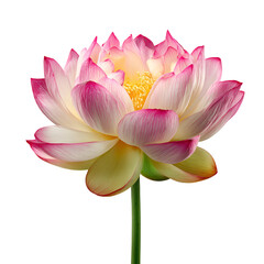 Obraz premium Beautiful pink and white lotus flower blooming on a white background