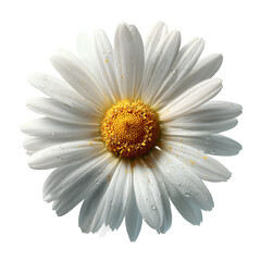 Close up of a single white daisy flower with a yellow center