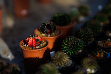 A bright red Gymnocalycium cactus in a pot, among other green cacti, for collectors and plant lovers.
