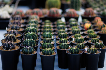 Gymnocalycium, a small green cactus, arranged in rows in black pots, creates a neat and orderly display, suitable for garden centers and plant shops.