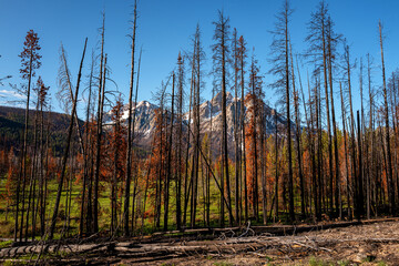 Sawtooth National recreation area fresh fire burn area