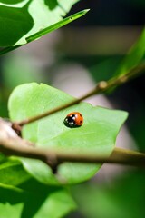 ladybug on a leaf