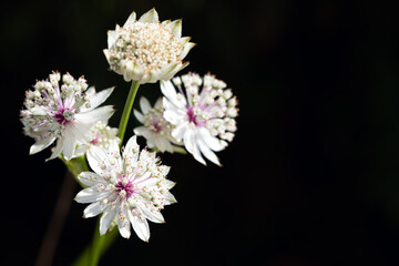 White Astrantia Major blossoms stand out against a deep black backdrop