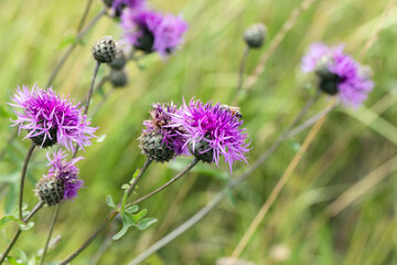 Centaurea scabiosa or greater knapweed. Bright purple blossoms