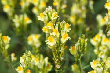 Yellow Snapdragon flowers are on blurred natural background on a summer day