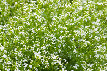 A lush thicket of tiny white blossoms fills the frame, creating a fresh, airy scene