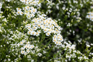A closeup of numerous small white flowers with yellow centers